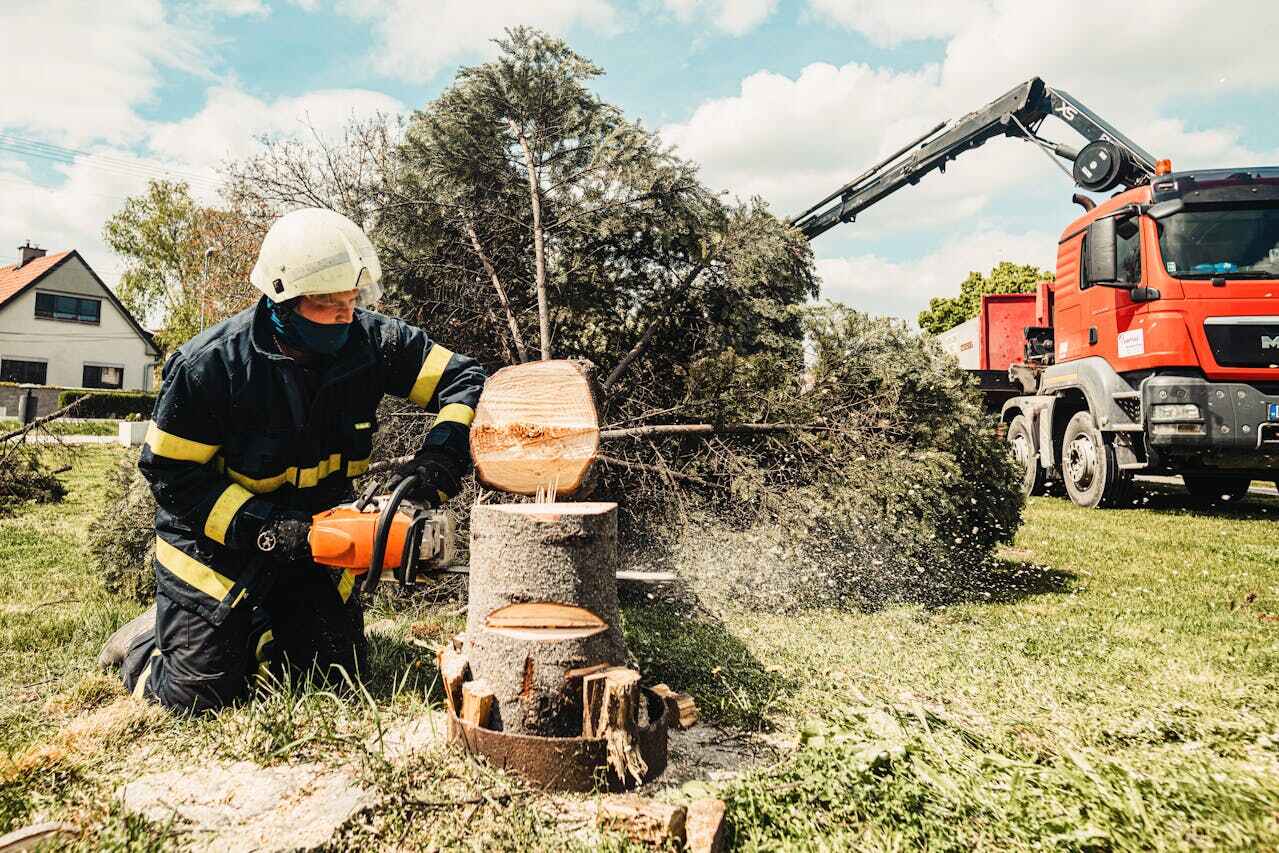 Best Dead Tree Removal  in Freeport, FL